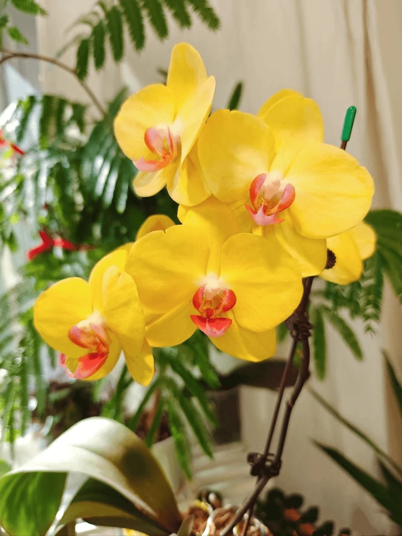 【带花剑】明月瑕疵蝴蝶兰花苗带花剑2.8寸杯
