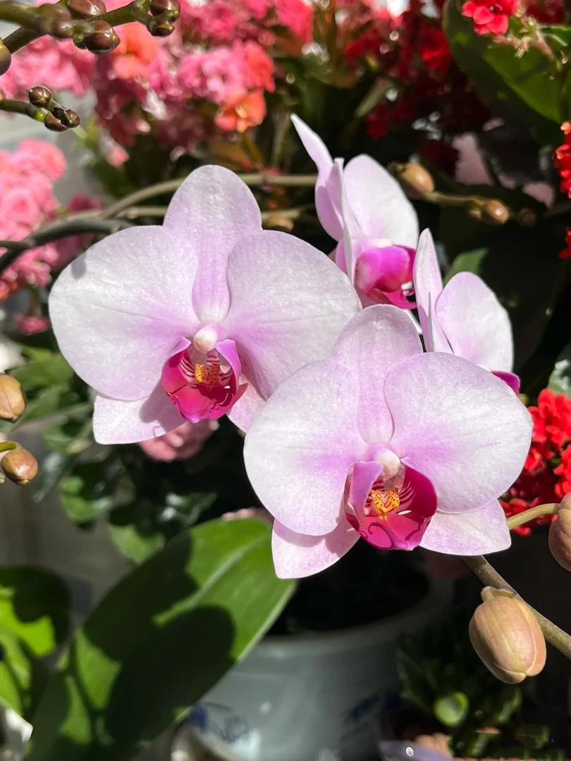 【双花剑】杭州美女蝴蝶兰花苗带花剑3.0寸杯