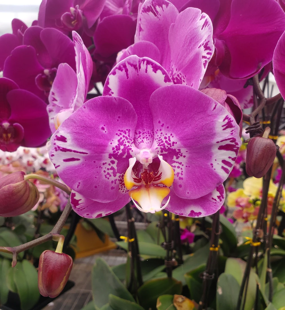 【今日福利】藏宝图蝴蝶兰花苗带花剑2.5寸杯