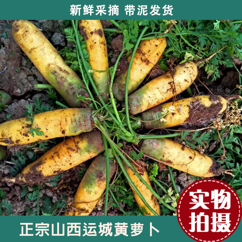 山西运城新鲜黄胡萝卜农家自种带泥胡萝卜净重3斤现挖农场直发
