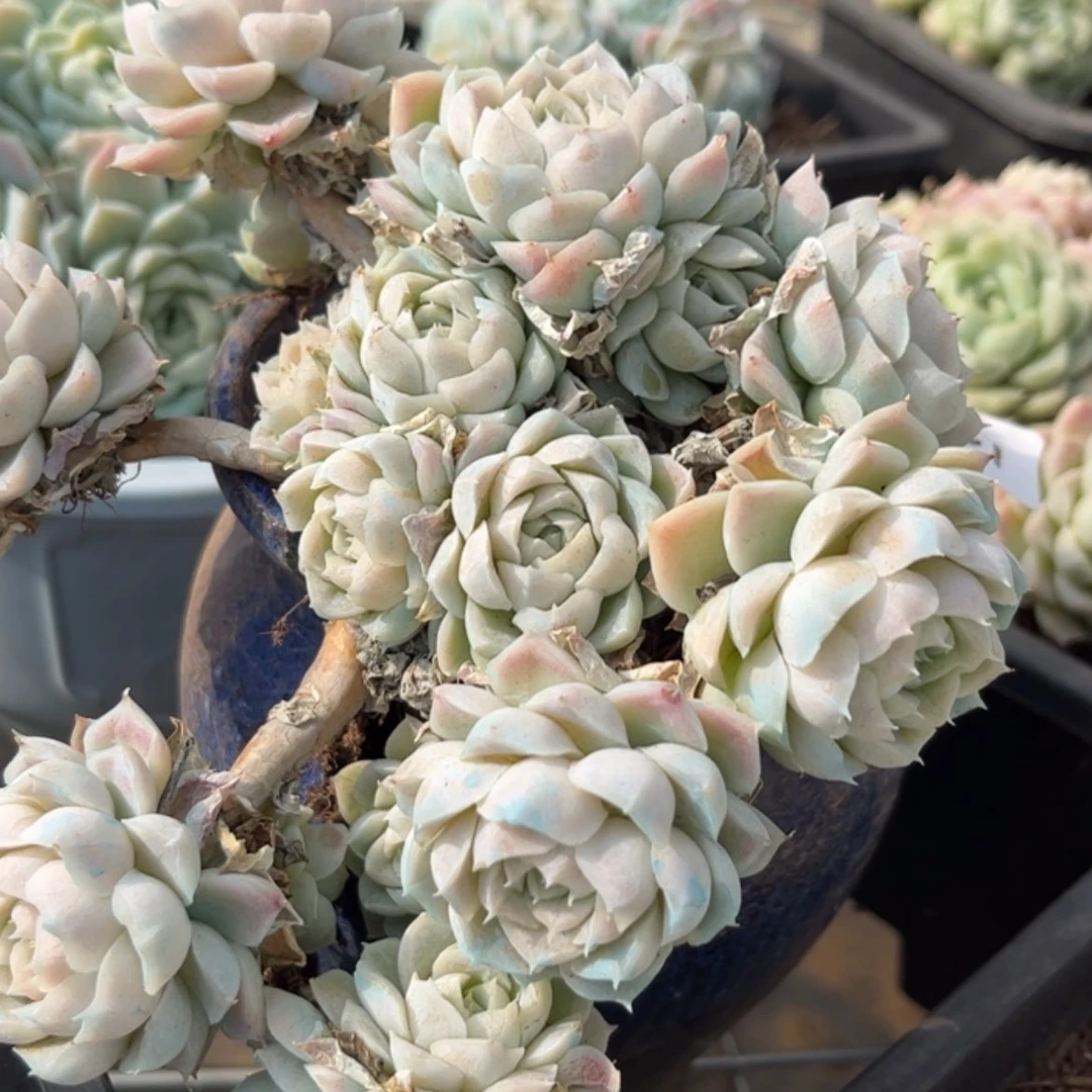 【闪购商品】蝶*花白月影