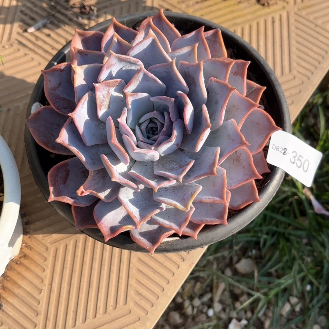 星**海同温层多肉露西娜350