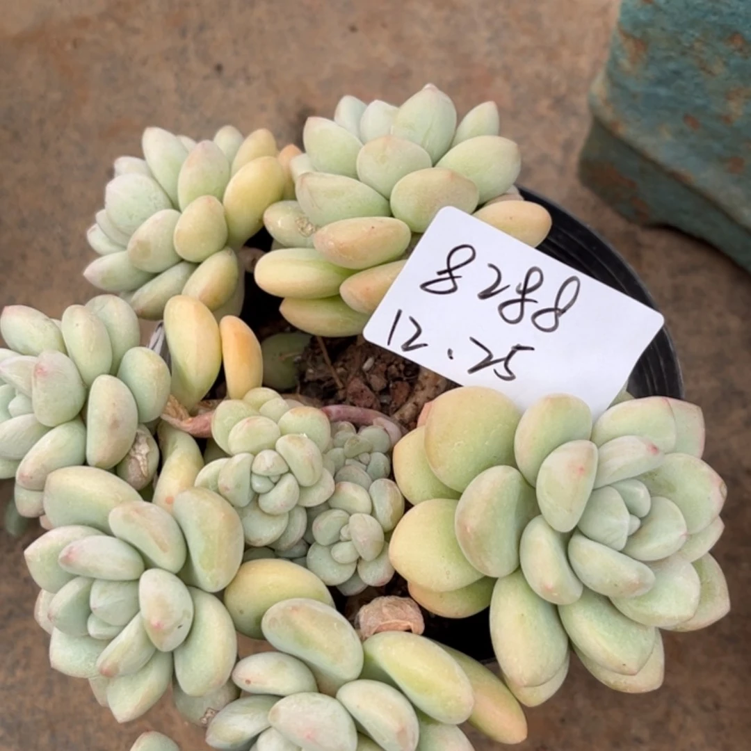 【闪购商品】?*球泡泡糖