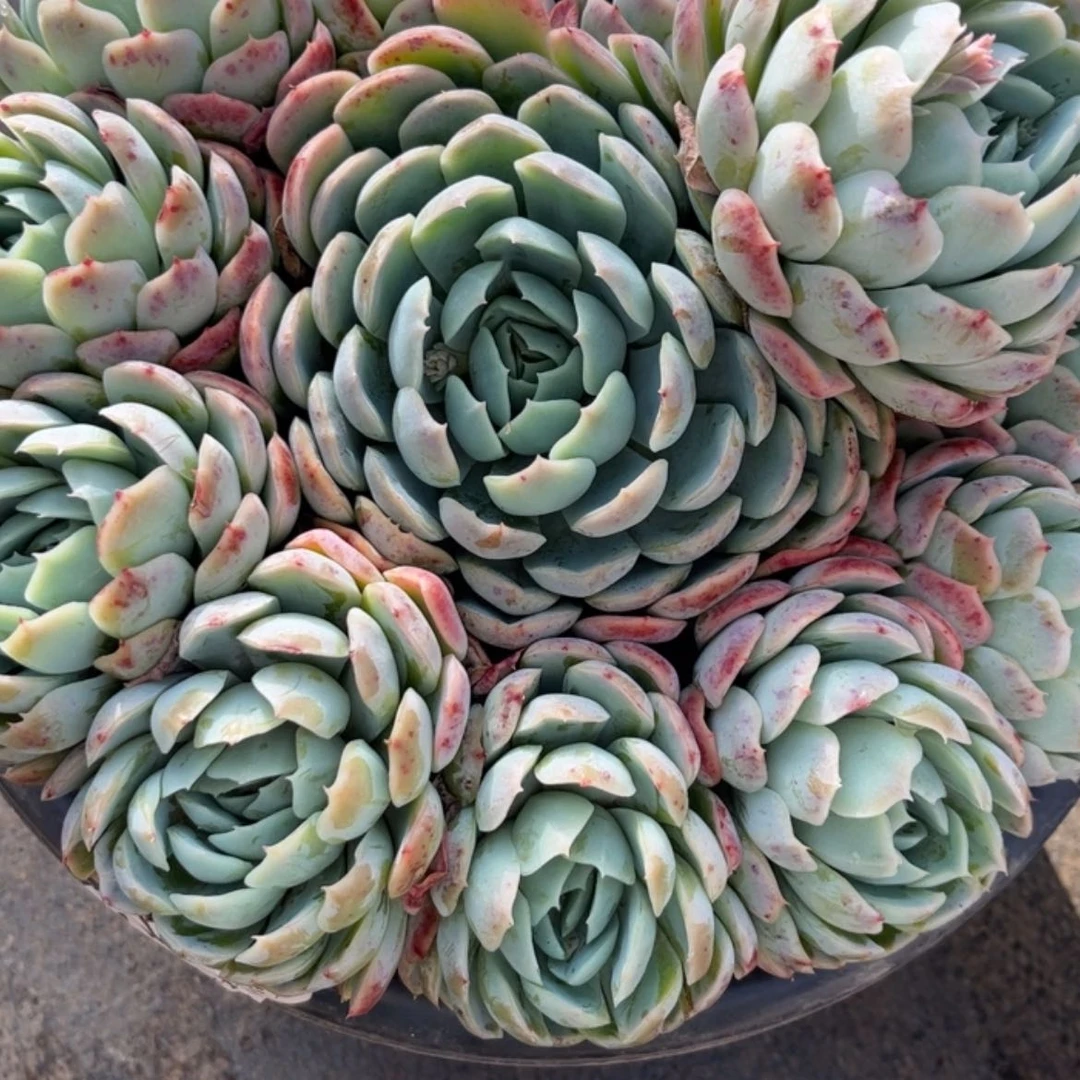 【闪购商品】婚****旭贝瑞