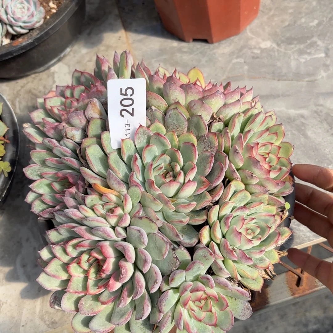 同温层多肉荷花205