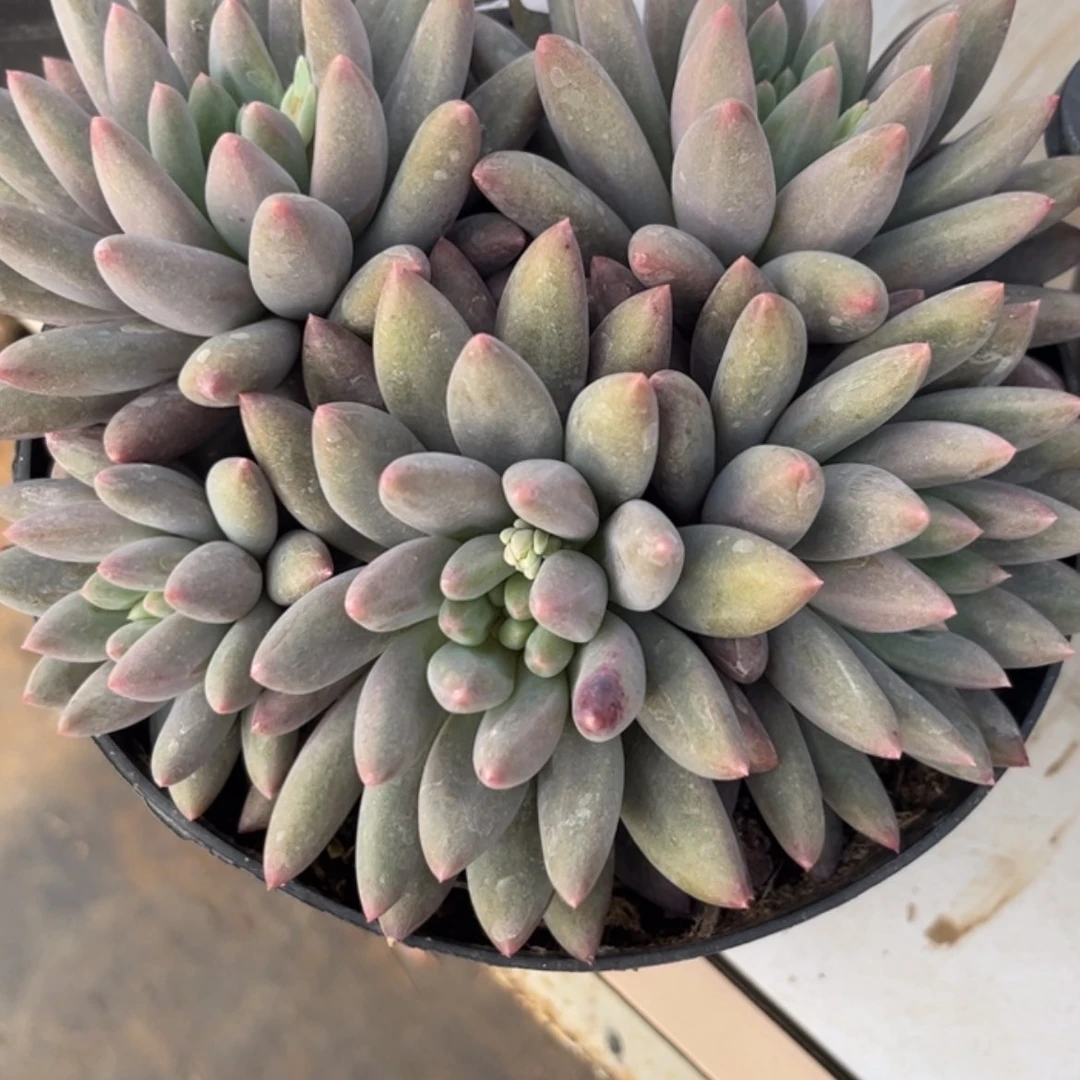 【闪购商品】风**叶红蜻蜓