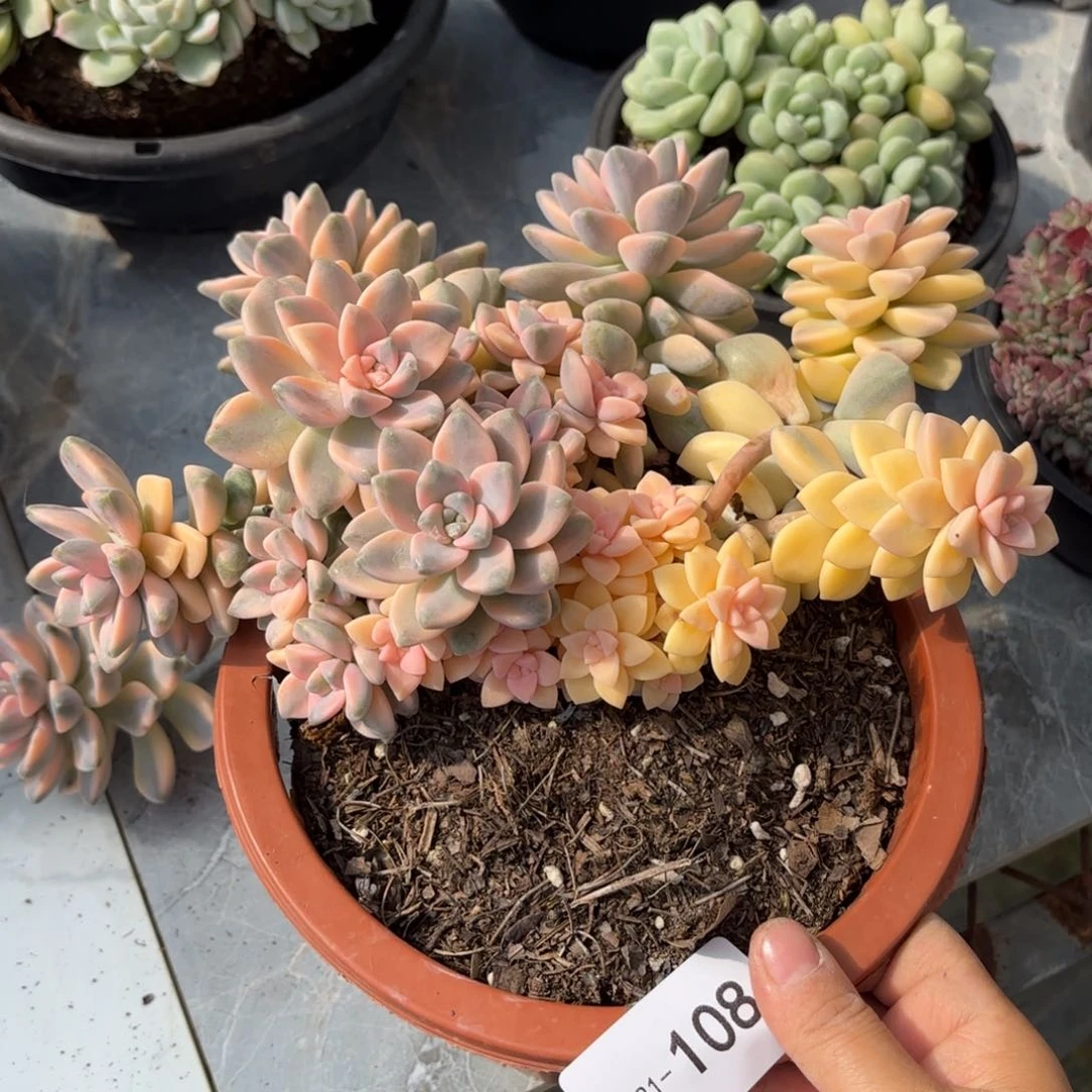 大*豆同温层多肉美杏景108泡沫发