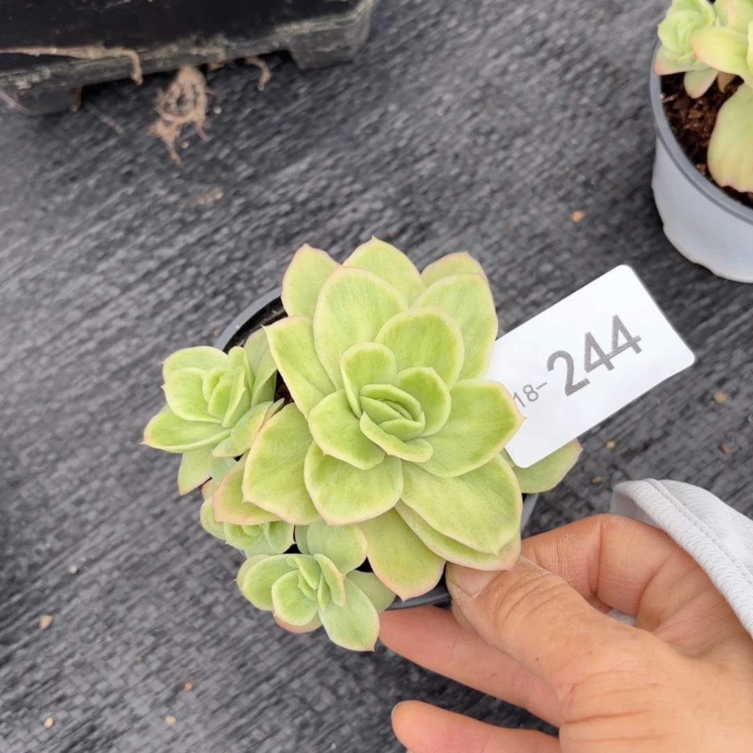 18244冰玫瑰锦温层花卉