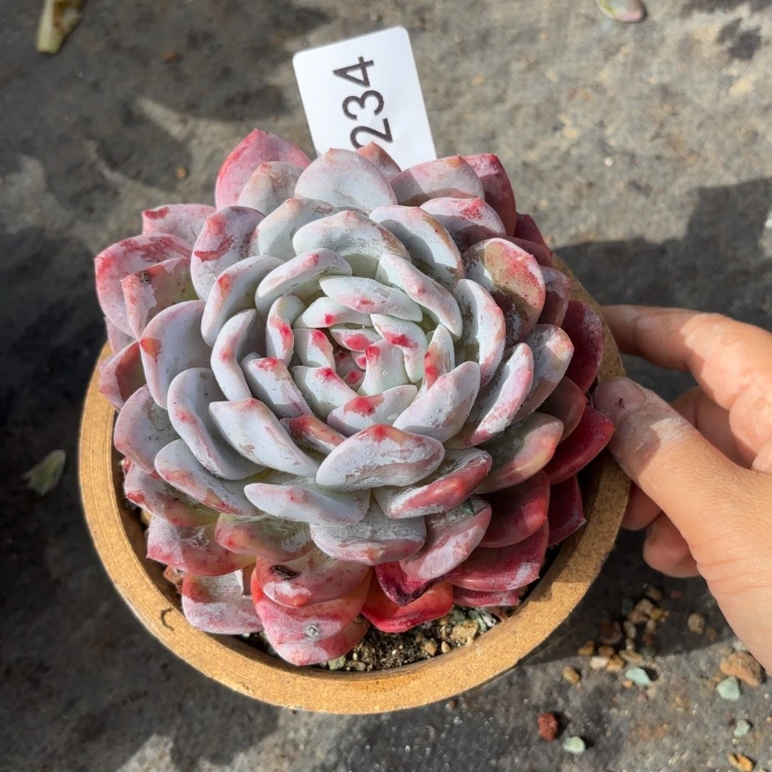 同温层多肉雪天使234