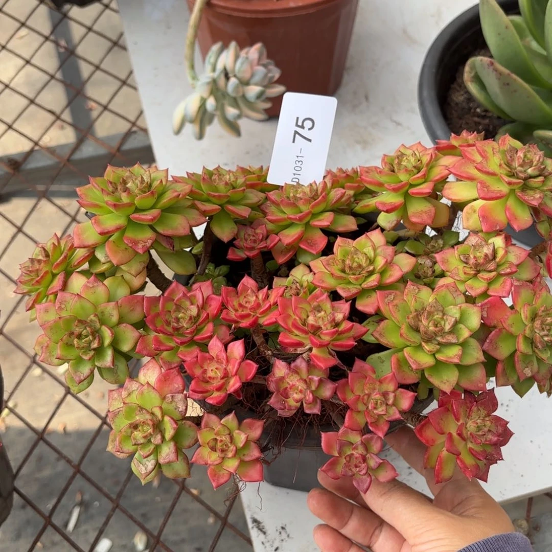 神****练同温层多肉蒂亚75