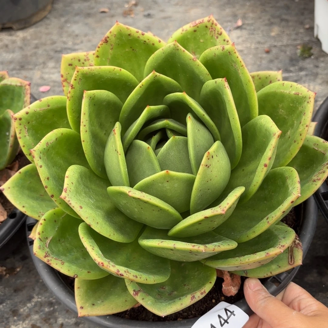 同温层多肉翠花144