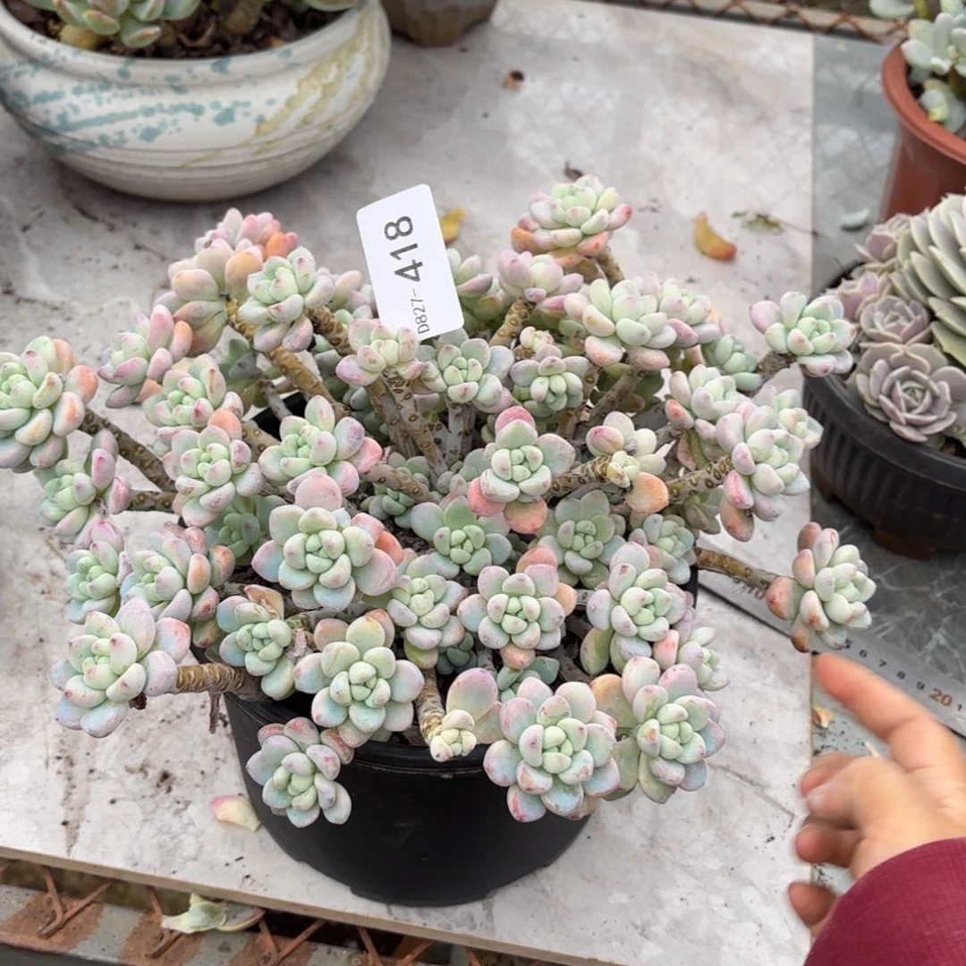 丁**丁同温层多肉劳尔418