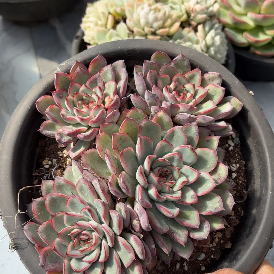 同温层多肉荷花112