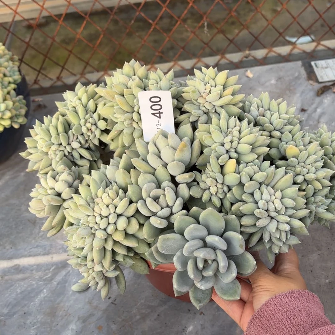 同温层多肉胖美人缀400