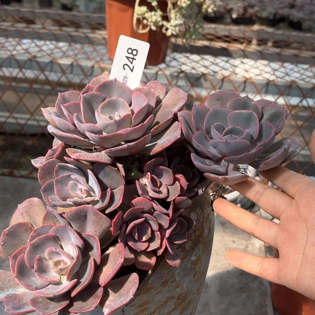 同温层多肉尘埃玫瑰248