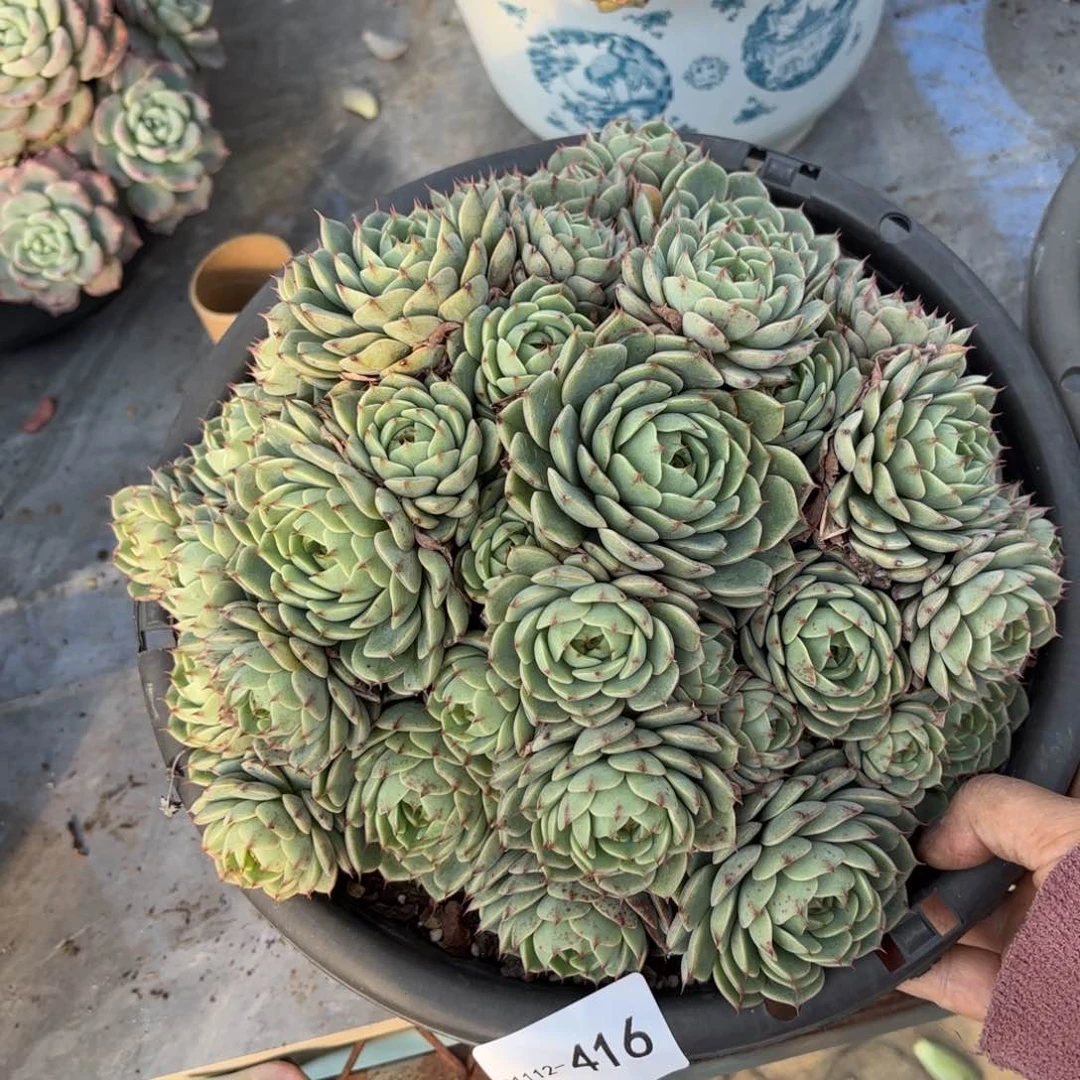 同温层多肉笨吧416