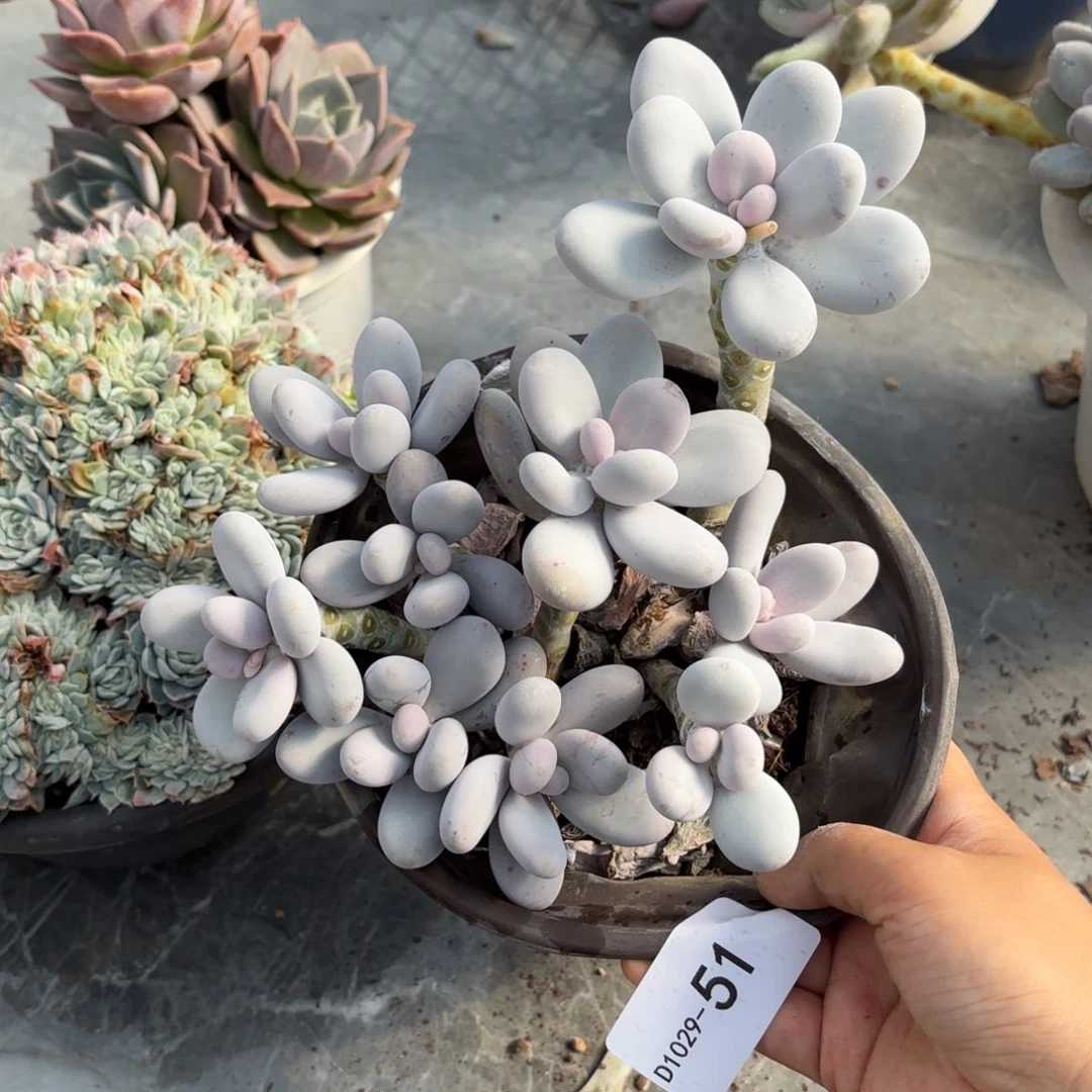 ?****同温层多肉鸡蛋美人51