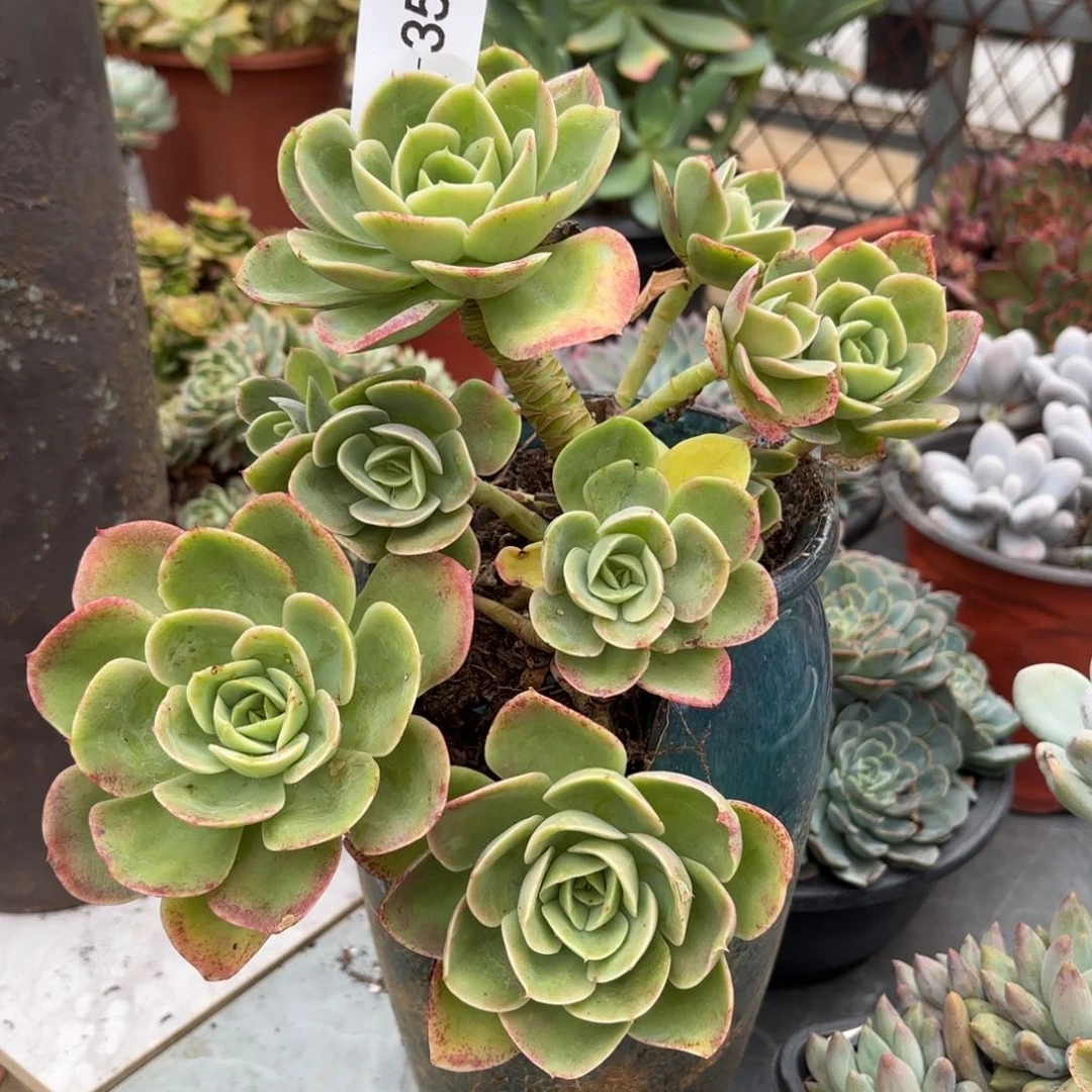 同温层多肉星娜塔35