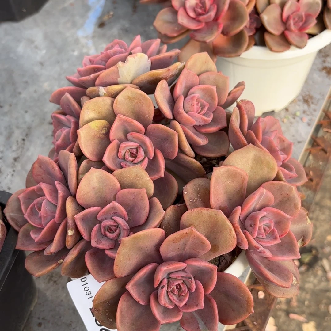 方*子同温层多肉琉璃盏256