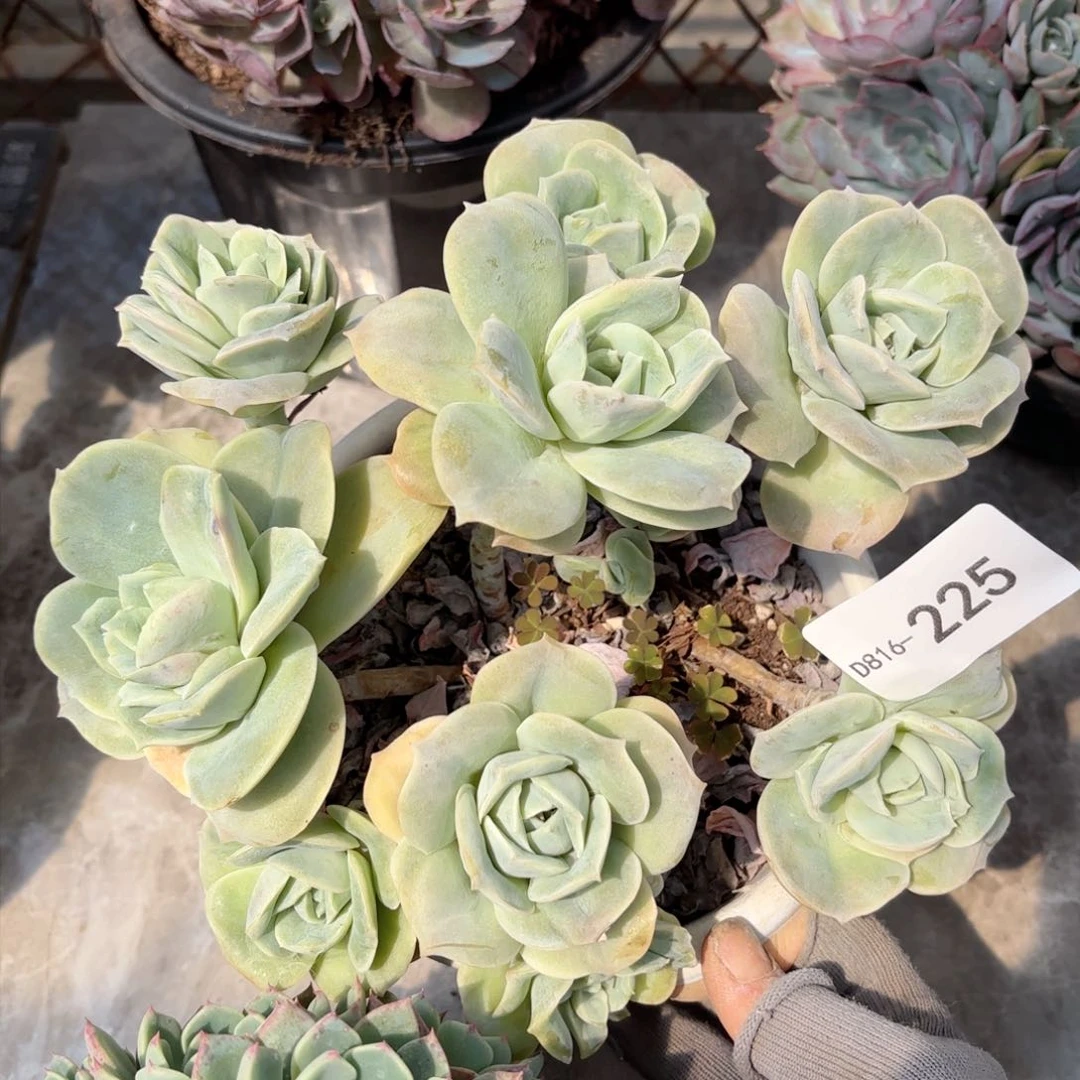 16225可爱玫瑰散群同温层花卉