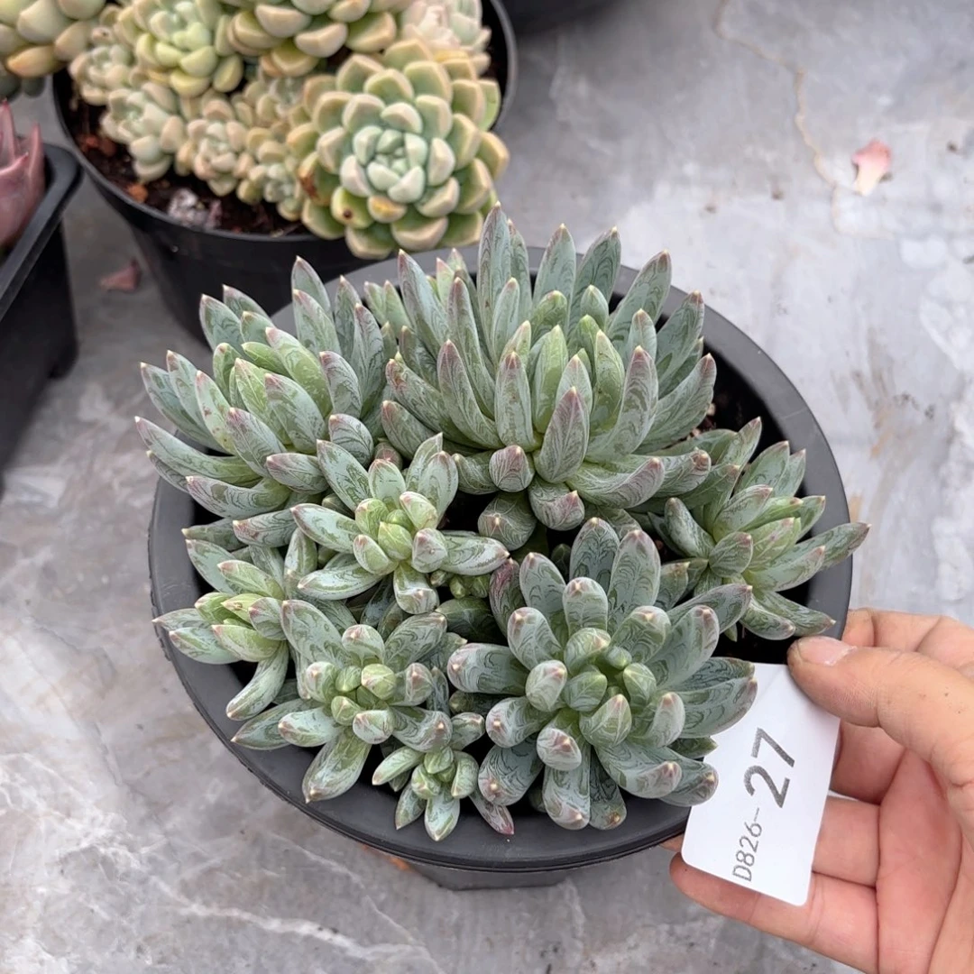 同温层多肉炫彩星27