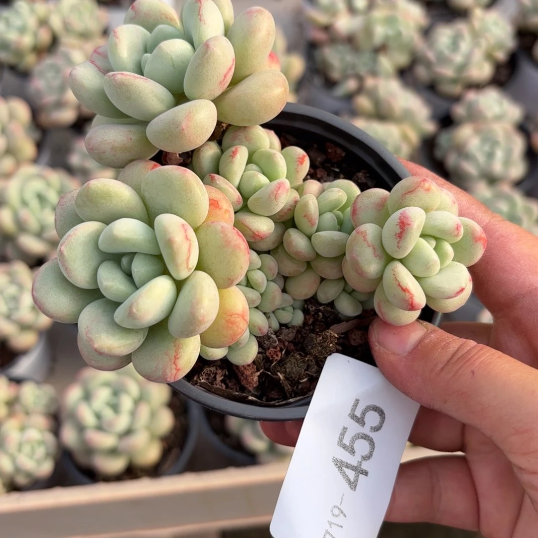 别****.同温层多肉泡泡糖455