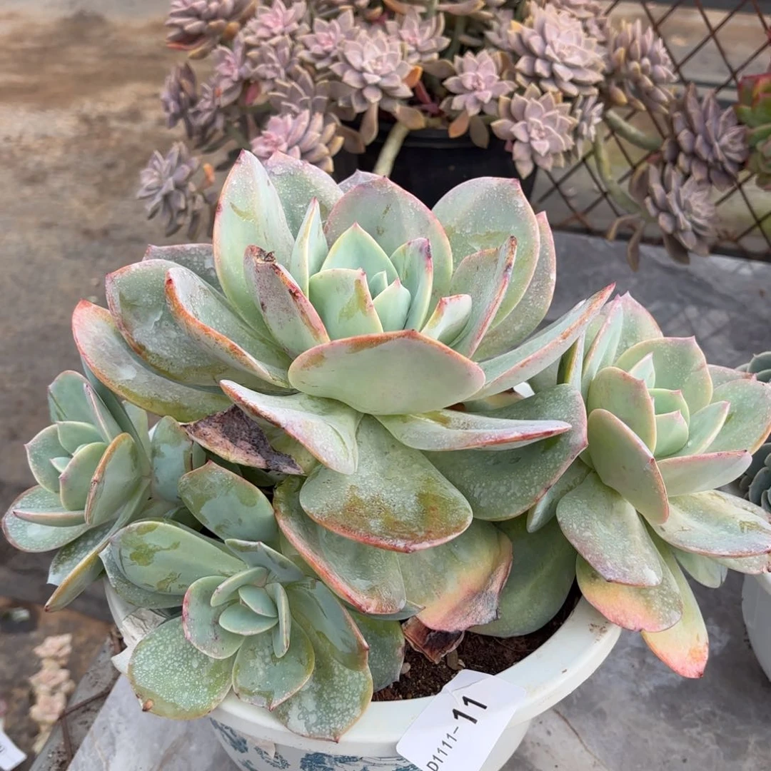 同温层多肉血凤11