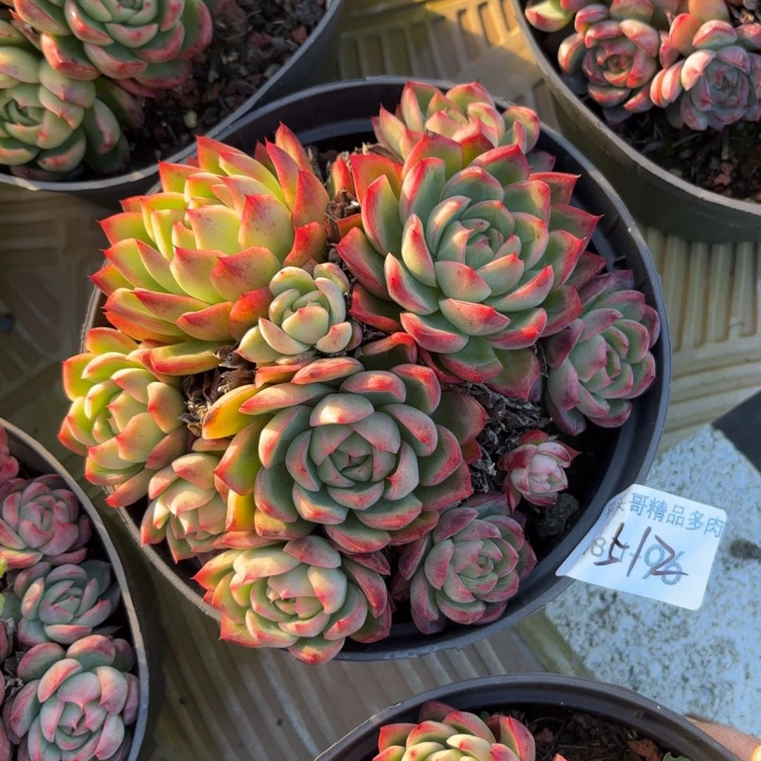 同温层多肉绿龙杂512