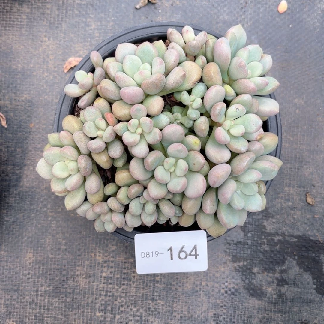 嘟**暑19164先锋派同温层花卉