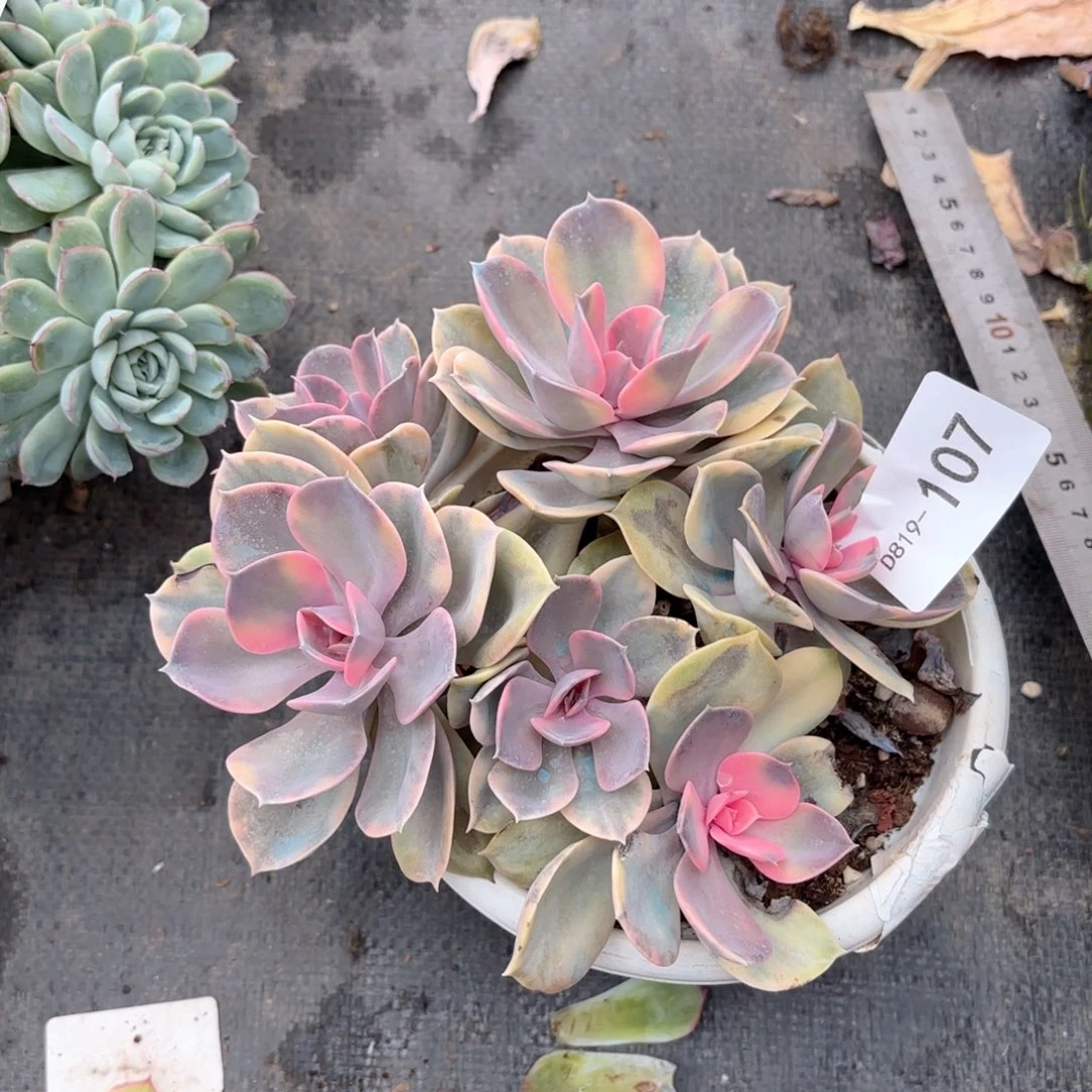 19107彩虹同温层花卉