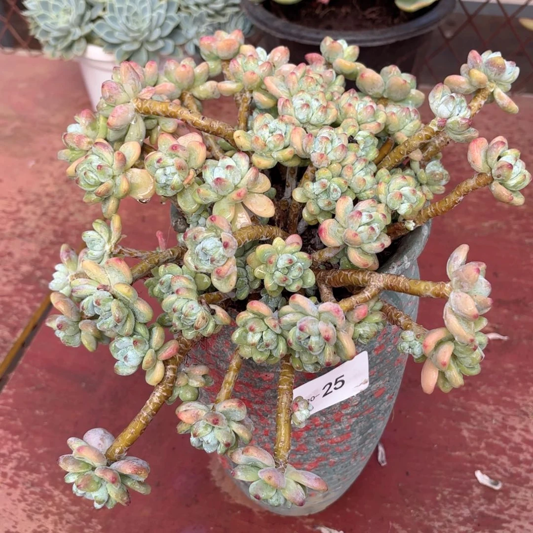 2025劳尔同温层花卉