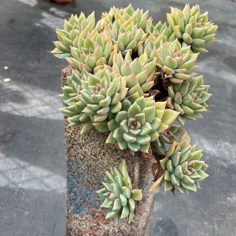 云南老桩多肉同温层花卉2号多肉植物（满18元包邮东三省拍保温箱）