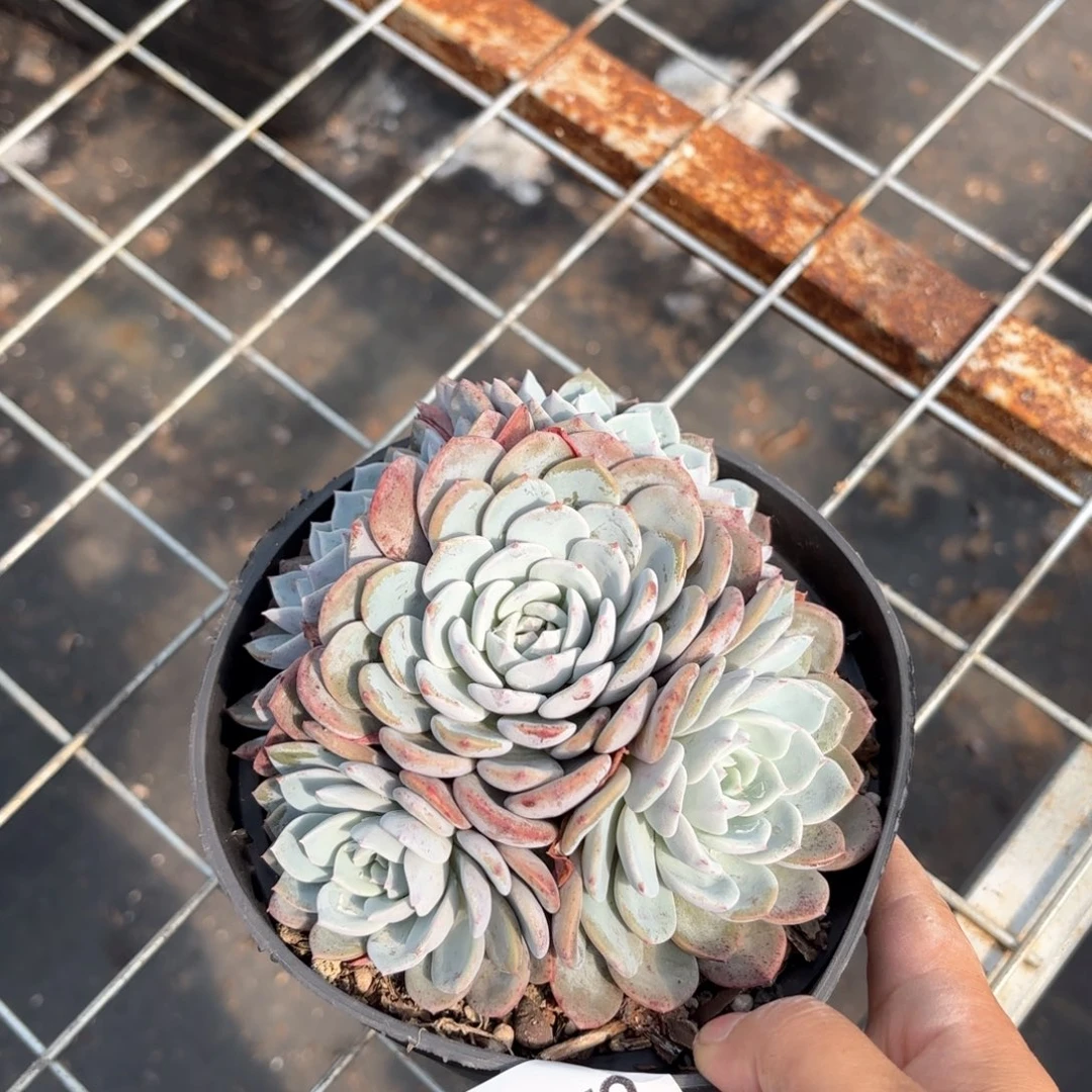 同温层多肉海棠花179