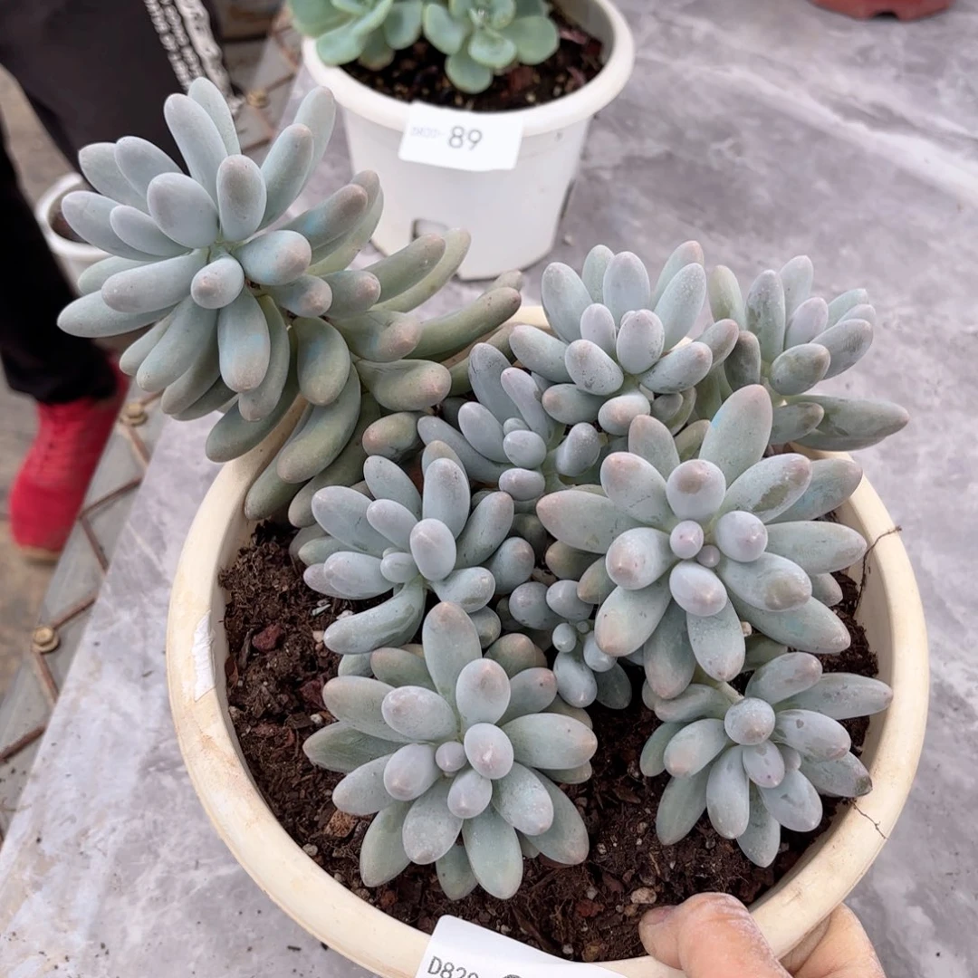2090汤圆同温层花卉