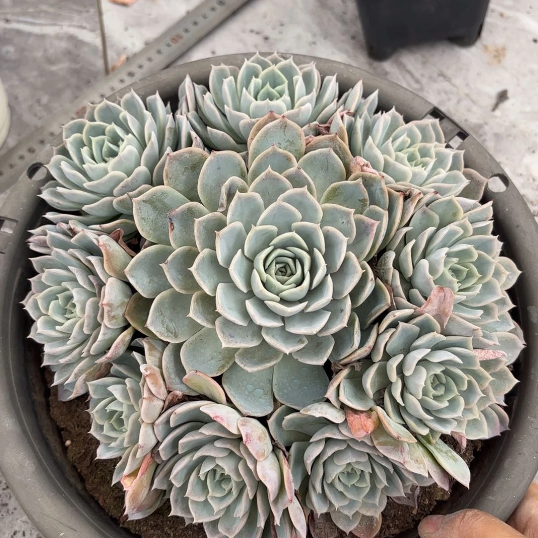 同温层多肉约瑟琳128