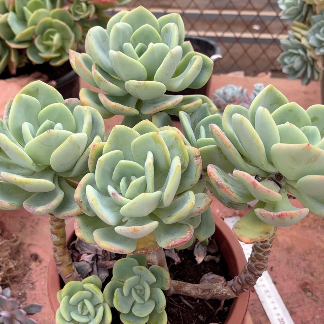 19202白月光同温层花卉