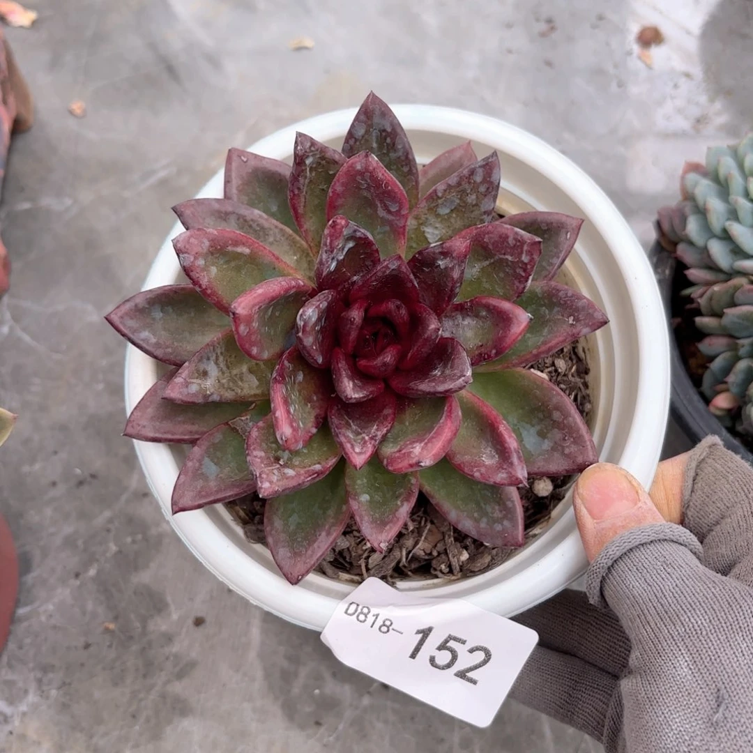 18152丰沛玫瑰同温层花卉