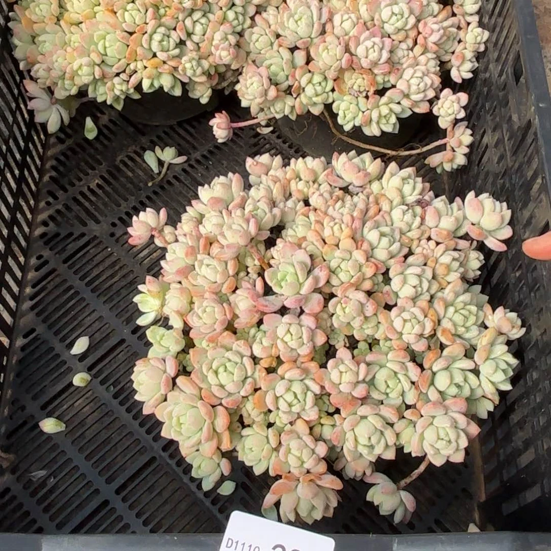 同温层多肉桃酥238量拍