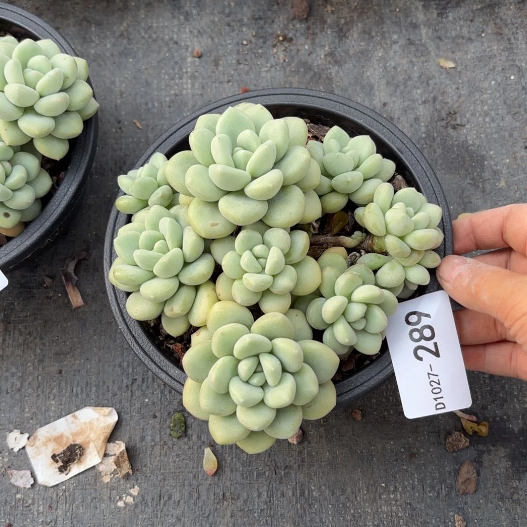 同温层多肉泡泡糖289