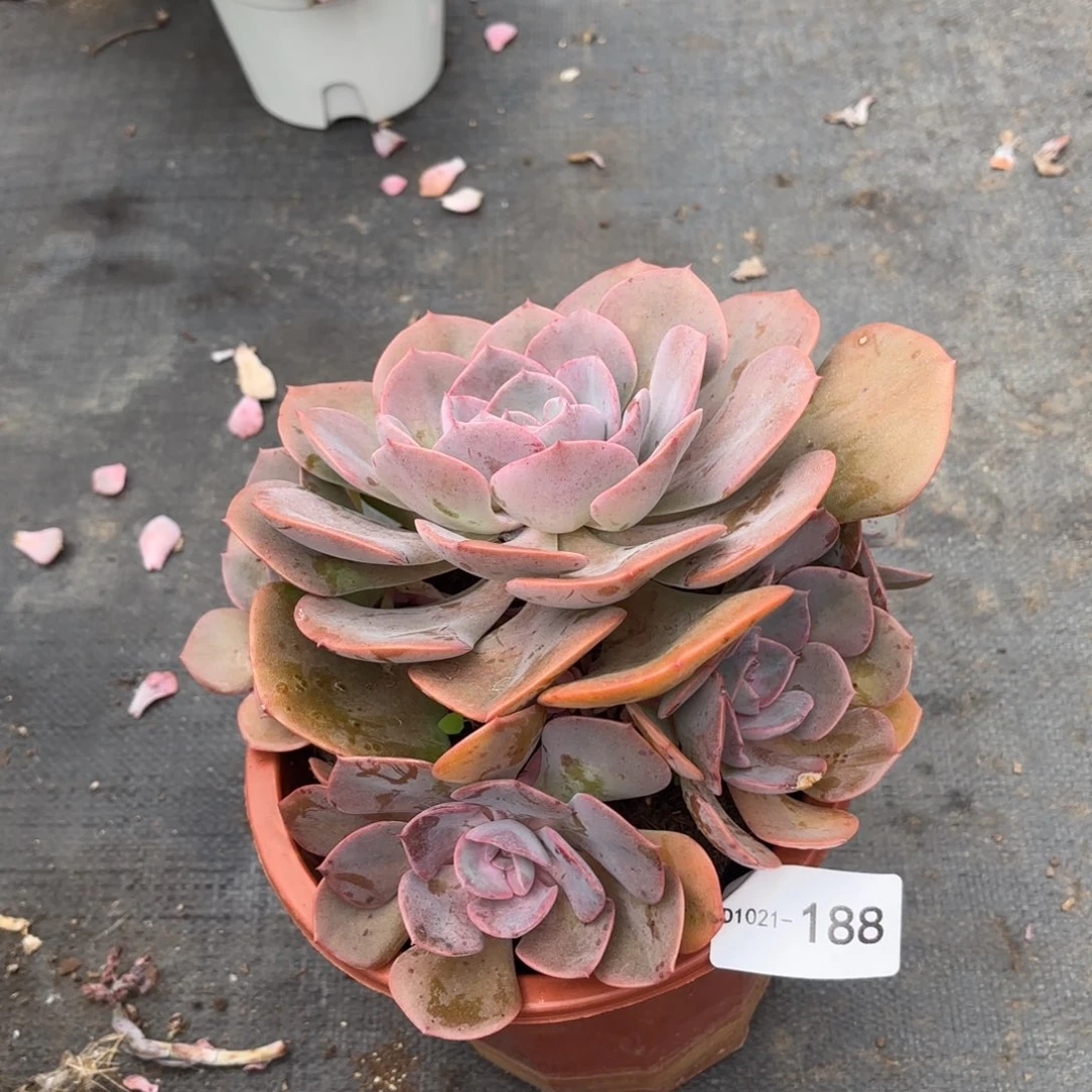 188尘埃玫瑰满18元包邮