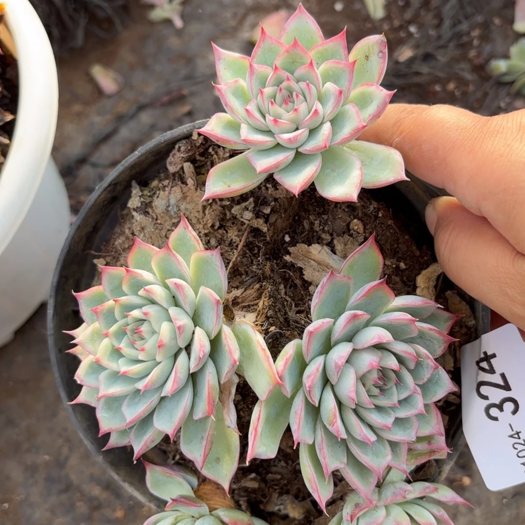 猪*同温层多肉蜜桃猎户座324