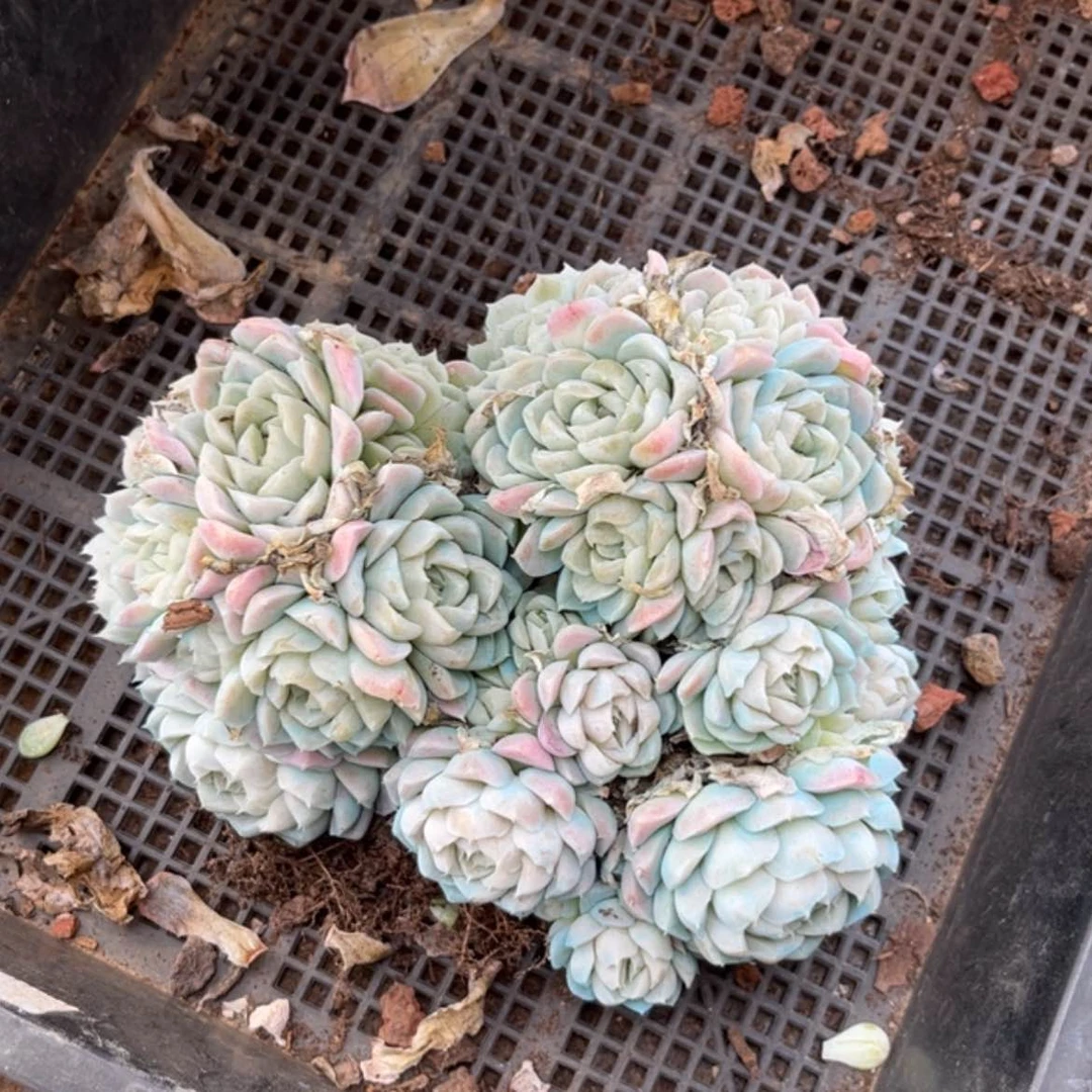 【闪购商品】橙***3白月影