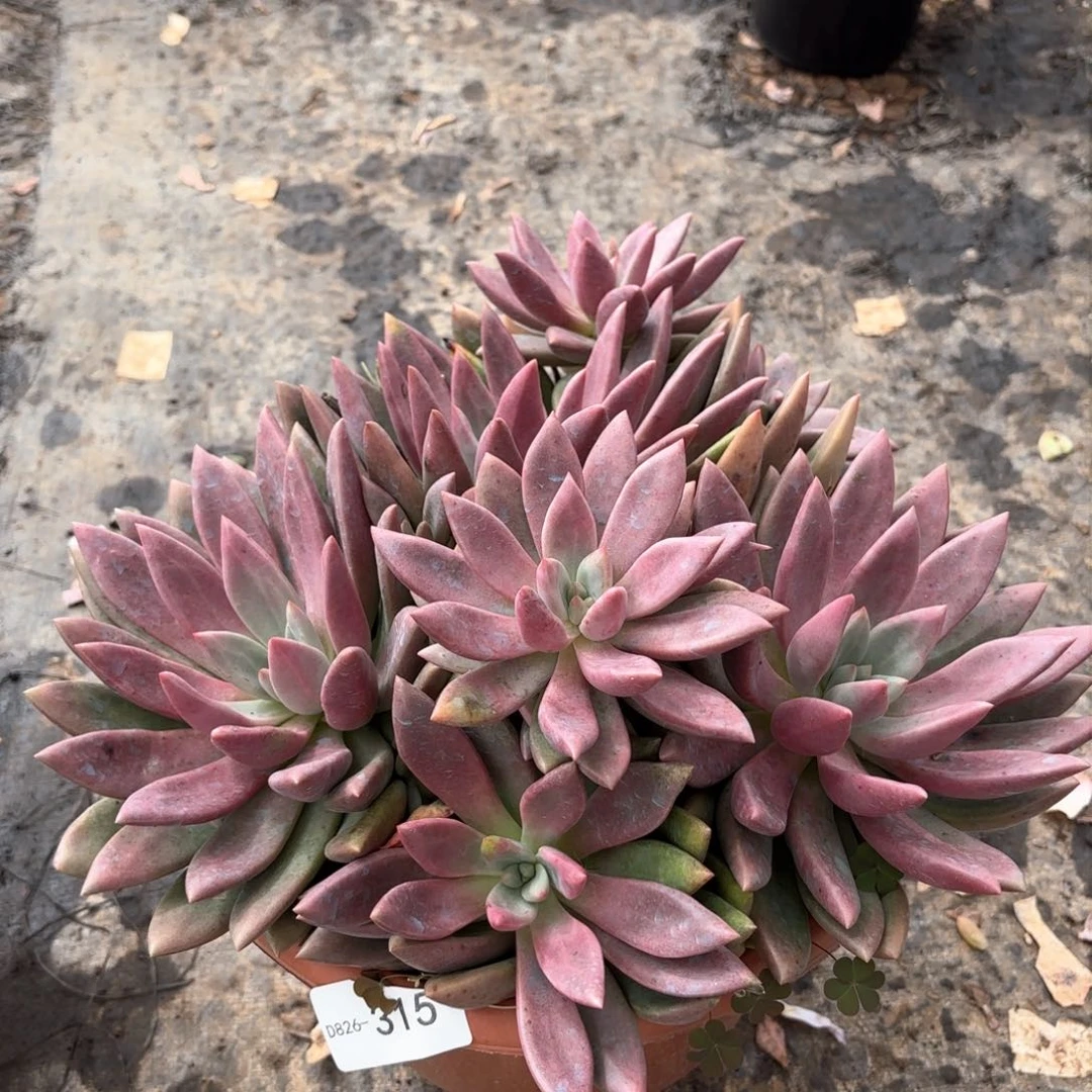 同温层多肉桃花源315