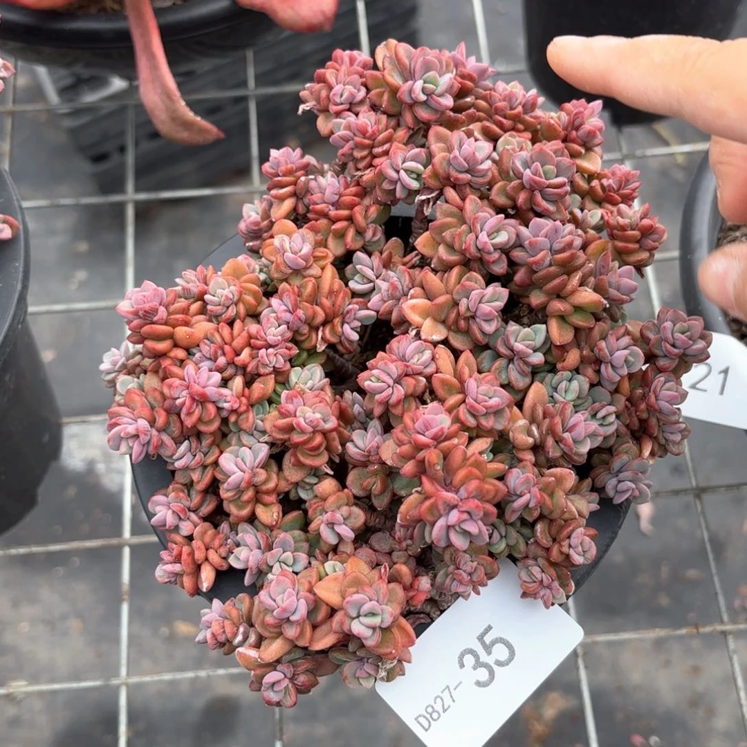 同温层多肉紫心35