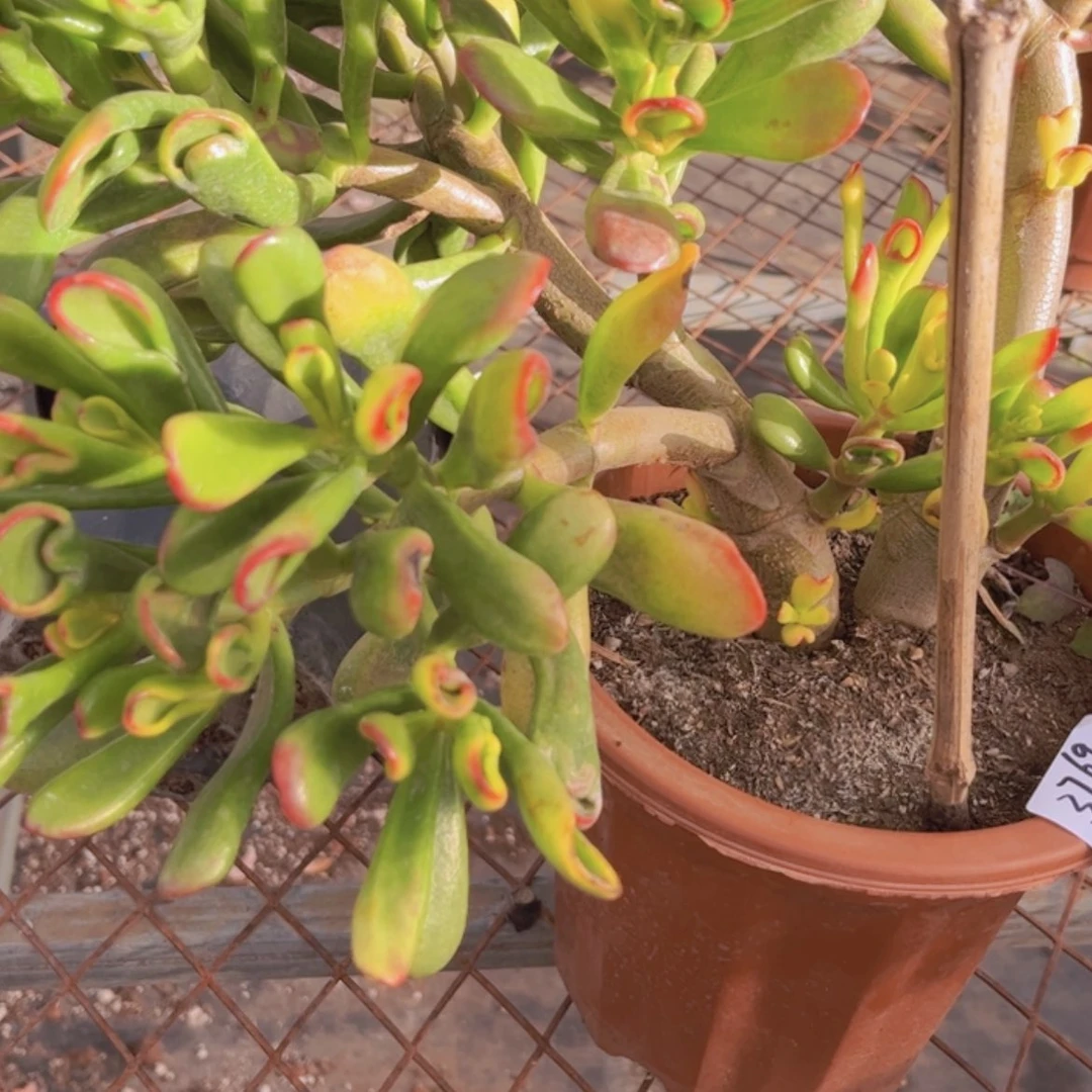 【闪购商品】爱****h如意旨