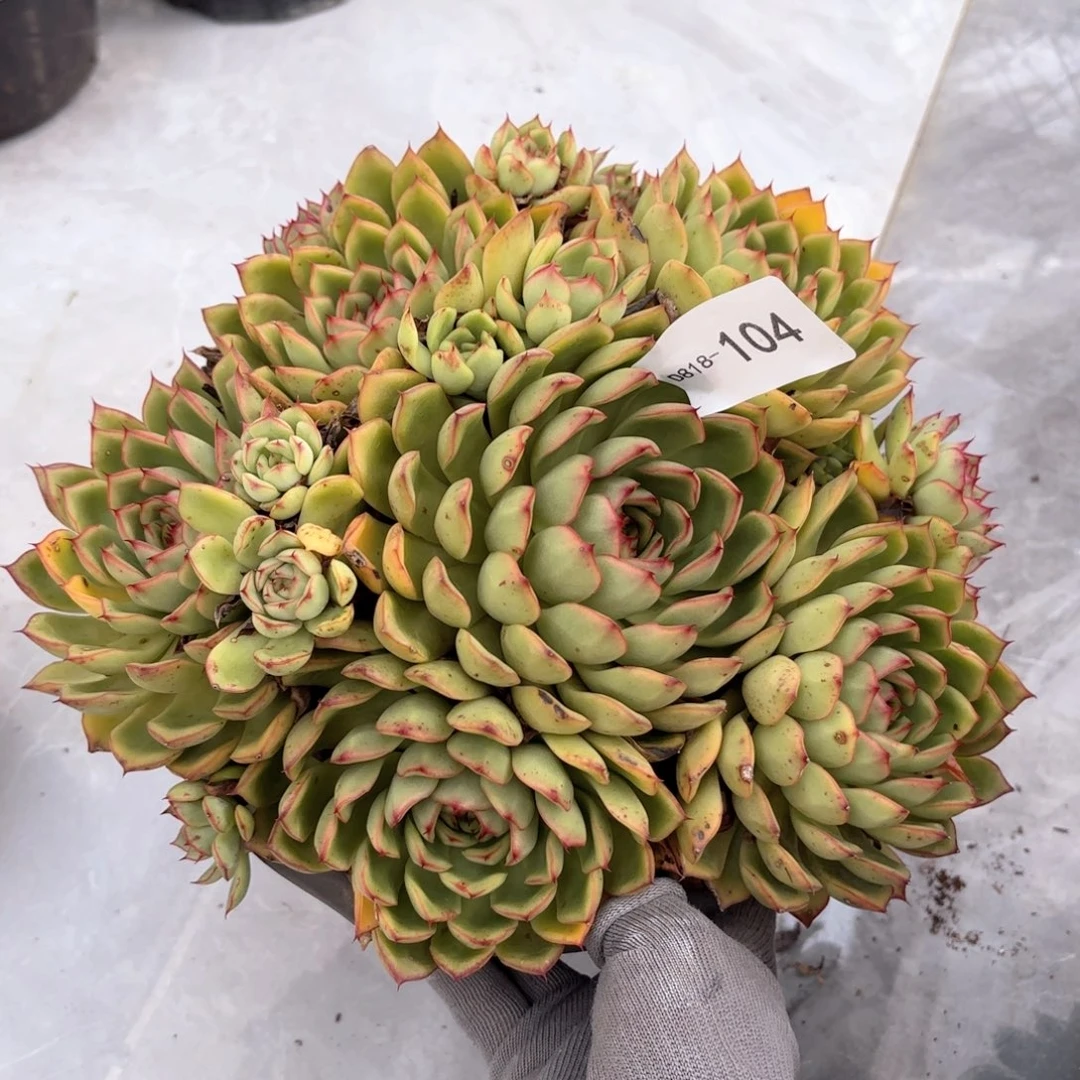 18104萤火虫同温层花卉