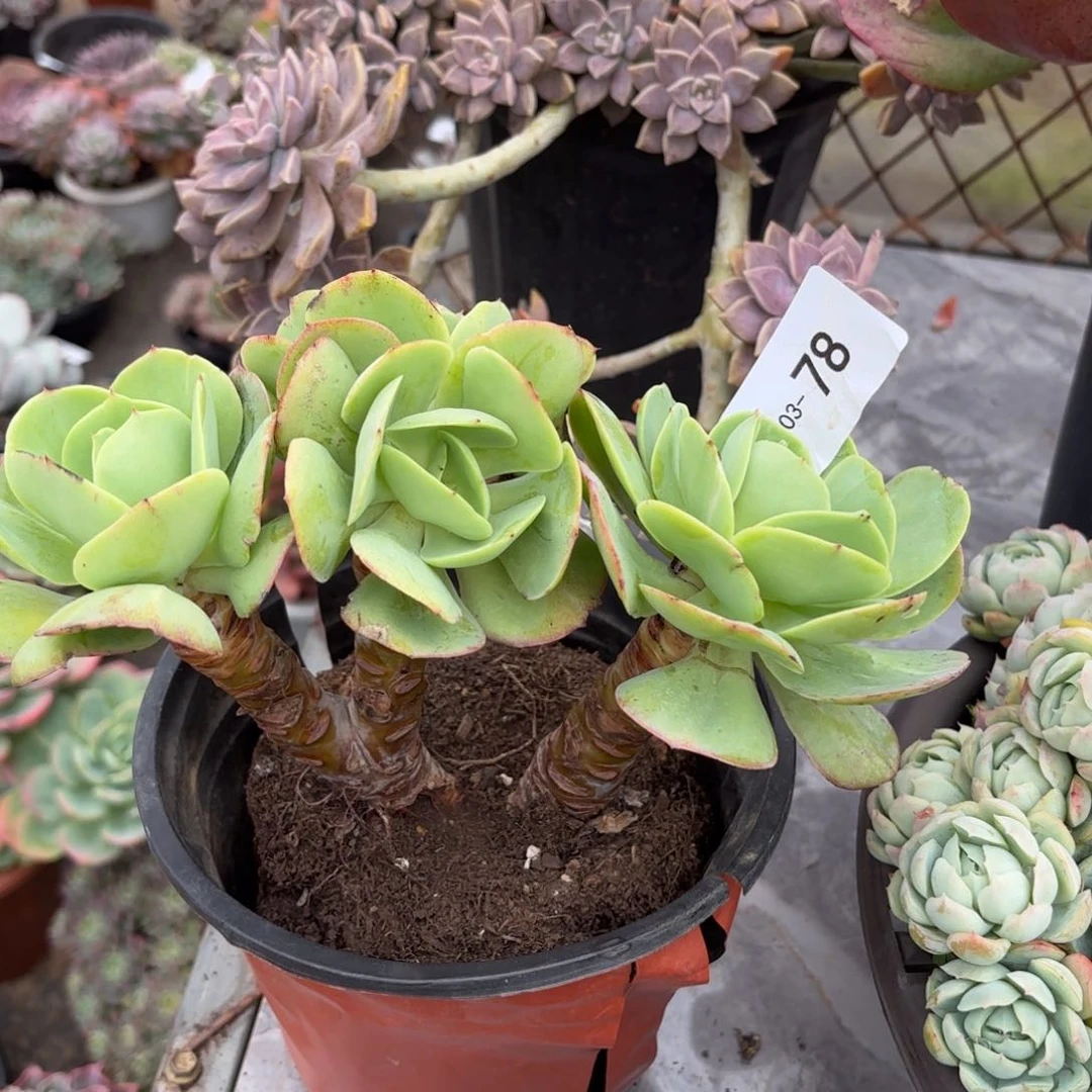 同温层多肉碧桃78