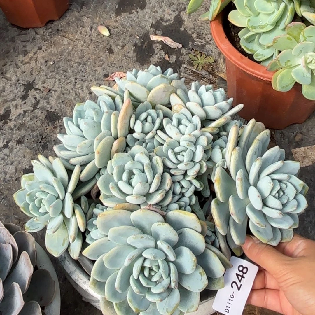 同温层多肉冷香248