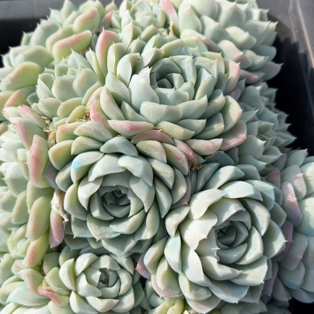 【闪购商品】*****白月影