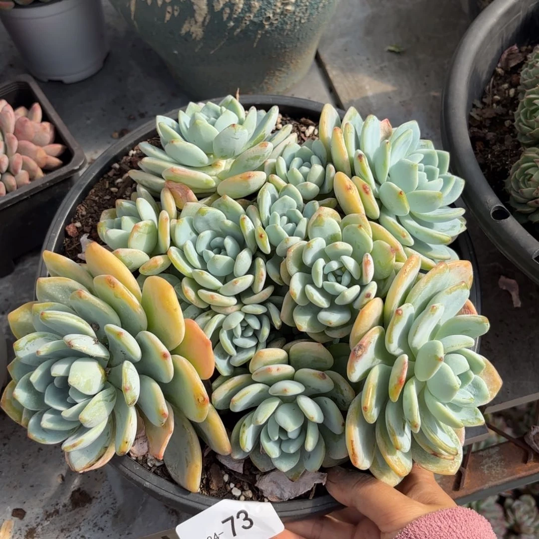 同温层多肉冷香73